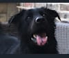 Rocket, a German Shepherd Dog and Chow Chow mix tested with EmbarkVet.com
