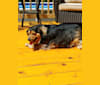 Buddy, a Dachshund and Beagle mix tested with EmbarkVet.com