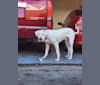 Drogo, a Dogo Argentino tested with EmbarkVet.com