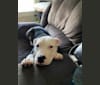 Photo of Max Lewis Cannady, an American Pit Bull Terrier and American Staffordshire Terrier mix in 1434 S Tuxedo Ave, Stockton, California, USA