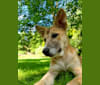 Nelson, an Arabian Village Dog tested with EmbarkVet.com