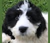 Photo of LC, an English Springer Spaniel and Poodle (Standard) mix