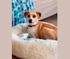 Sadie, a Chihuahua and Australian Shepherd mix tested with EmbarkVet.com