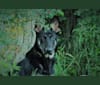Photo of echo..Tommy Hexter's dog, a German Shepherd Dog 