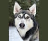Kato, a Siberian Husky and Alaskan Malamute mix tested with EmbarkVet.com