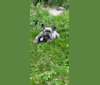 Nardo, a French Bulldog tested with EmbarkVet.com