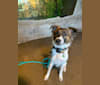 Bender, a Whippet and Border Collie mix tested with EmbarkVet.com
