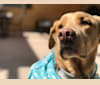 Diego, a Labrador Retriever and Siberian Husky mix tested with EmbarkVet.com