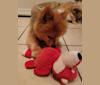 Zeke, a Pomeranian tested with EmbarkVet.com