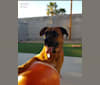 Birdie, a Boxer and German Shepherd Dog mix tested with EmbarkVet.com
