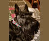 EMMETT, a Scottish Terrier tested with EmbarkVet.com