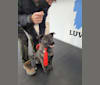 Guinness, a Labrador Retriever and German Shepherd Dog mix tested with EmbarkVet.com