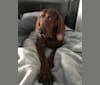 Photo of Hennessy, a Redbone Coonhound  in Oklahoma, USA