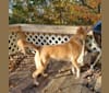 Akeelah, a Siberian Husky and German Shepherd Dog mix tested with EmbarkVet.com