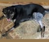 Athena, a Labrador Retriever and Siberian Husky mix tested with EmbarkVet.com