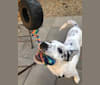 Photo of Pepper, a Border Collie, Australian Cattle Dog, and Mixed mix in 7909 Carmencita Avenue, Sacramento, CA, USA