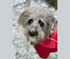 Photo of Dalton McOreo, a Poodle (Standard) and American Pit Bull Terrier mix in Fort Worth, Texas, USA