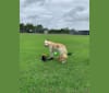 Rio, an Akita and German Shepherd Dog mix tested with EmbarkVet.com