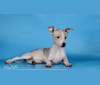 MIA, an American Hairless Terrier tested with EmbarkVet.com