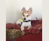 Photo of Tejon, a Chihuahua, Poodle (Small), Dachshund, Pomeranian, and Chow Chow mix in Seattle, WA, USA
