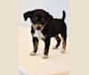 Photo of Carson, a Miniature/MAS-type Australian Shepherd, Beagle, Chow Chow, Pekingese, and Russell-type Terrier mix in Kentucky, USA