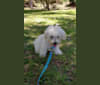 Benji, a Poodle (Small) and Bichon Frise mix tested with EmbarkVet.com
