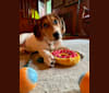 Oliver, a Basset Hound and German Shepherd Dog mix tested with EmbarkVet.com