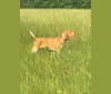 Archie, a Bracco Italiano tested with EmbarkVet.com