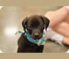 Mr. B, a Labrador Retriever and English Springer Spaniel mix tested with EmbarkVet.com