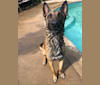 Photo of Boogy, a Belgian Malinois and German Shepherd Dog mix in Fresno, CA, USA