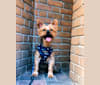 Jackson, a Yorkshire Terrier tested with EmbarkVet.com