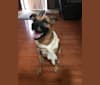 Kairi, a German Shepherd Dog and Boxer mix tested with EmbarkVet.com
