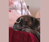 Monty, a Bulldog and American Bulldog mix tested with EmbarkVet.com