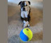 Stella, a Border Collie and American Bulldog mix tested with EmbarkVet.com