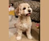 Photo of Clementine, a Cockapoo  in Holton, Indiana, USA