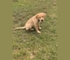 Schuyler, a Labrador Retriever tested with EmbarkVet.com