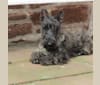 Photo of Mungo (TELLANDGRAY LOUIS OF ANCINNEADH), a Scottish Terrier  in Lincolnshire, UK