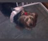 Bridget Marie, a Yorkshire Terrier tested with EmbarkVet.com