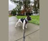 Photo of Koichi “Kohh”, a French Bulldog  in Fairfield, California, USA