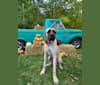 Poppy, a Mastiff tested with EmbarkVet.com