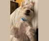 Elwood, a Maltese and Havanese mix tested with EmbarkVet.com