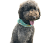 Maui, a Poodle (Standard) tested with EmbarkVet.com
