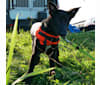 Photo of Yuri, a Border Collie and Dutch Shepherd mix in Netherlands