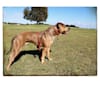 Photo of Bruno, an American Staffordshire Terrier  in Sydney, New South Wales, Australia