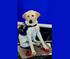 Sureshot's Gift of Gab, a Labrador Retriever tested with EmbarkVet.com