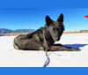 Akela a dog tested with EmbarkVet.com