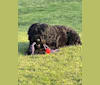 Midnightsolo Liam Blanton, a Black Russian Terrier tested with EmbarkVet.com