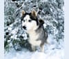 Jerzi, a Siberian Husky tested with EmbarkVet.com