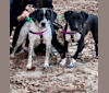 Opal, an American Pit Bull Terrier and German Shorthaired Pointer mix tested with EmbarkVet.com