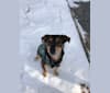 Milo, a Labrador Retriever and Miniature Schnauzer mix tested with EmbarkVet.com